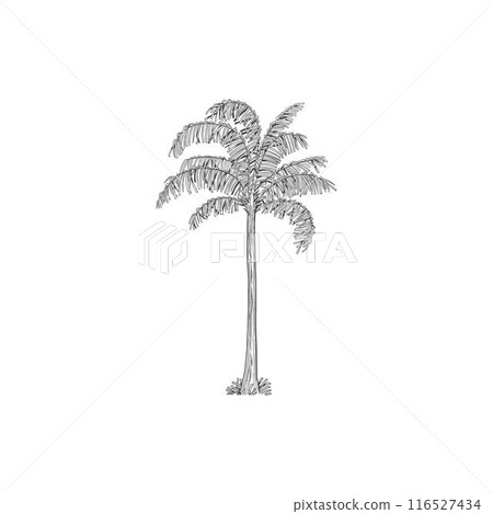 Hand drawn tropical palm tree. Vector of hawaii beach palm tree, fern and frond outline, botany flora tropical illustration Hand drawn tropical palm tree. Vector of hawaii beach palm tree, fern and frond outline, botany flora tropical illustration 116527434