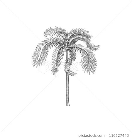Hand drawn tropical palm tree. Vector of hawaii beach palm tree, fern and frond outline, botany flora tropical illustration 116527443