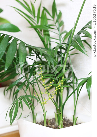 Table palm flower Table palm flower 116527539