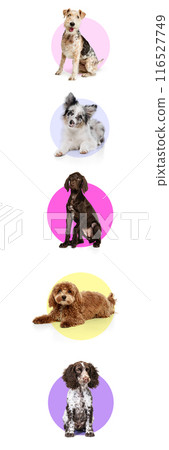 Banner. Vertical collage of purebred dogs, Bedlington Terrier, Sheltie, German Shorthaired Pointer, Maltipoo, and English Spaniel, posing against background with colorful circles. 116527749