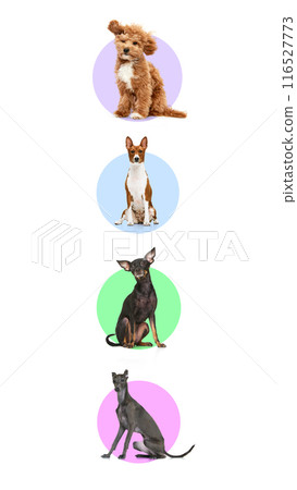 Vertical collage of four different purebred dogs, Basenji, Maltipoo, Prague Ratter and Italian Greyhound posing against background with colorful circles. Vertical collage of four different purebred dogs, Basenji, Maltipoo, Prague Ratter and Italian Greyhound posing against background with colorful circles. 116527773