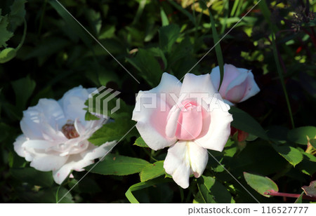 Light pink and white rose on a sunny day in partial shade Light pink and white rose on a sunny day in partial shade 116527777