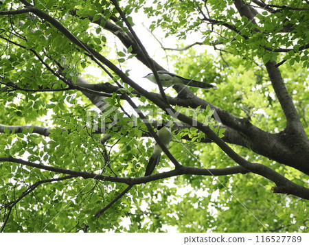 兩隻長尾山雀棲息在一棵新鮮的綠樹上 116527789