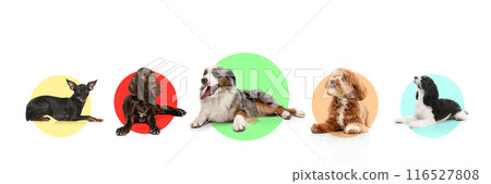 Banner. Maltipoo, Australian shepherd, Kurzhaar, Prague Ratter and Shih-Tzu puppies against colorful circle backgrounds, each showing unique personality and pose. 116527808