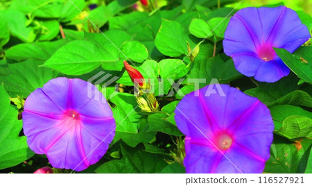 風景與藍紫色野生牽牛花 116527921
