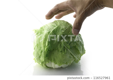 Fresh Lettuce Fresh Lettuce 116527961