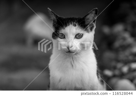 黑白貓～覺醒～ 116528044