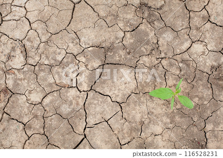 Dry hot summers dry, cracked soil, ground on the field with little green plant, top view Dry hot summers dry, cracked soil, ground on the field with little green plant, top view 116528231