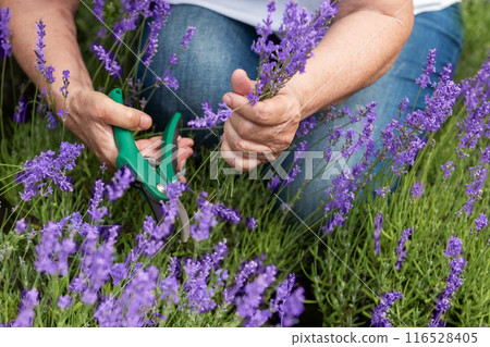Women's hands cut lavender 116528405