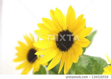 Mini Sunflower Mini Sunflower 116528558