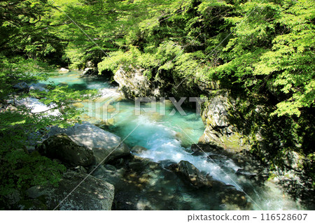 A clear stream flowing through the fresh green valley A clear stream flowing through the fresh green valley 116528607