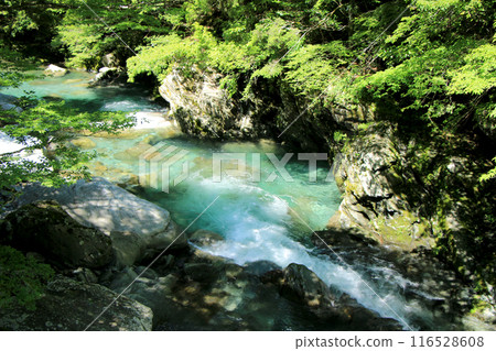 A clear stream flowing through the fresh green valley A clear stream flowing through the fresh green valley 116528608