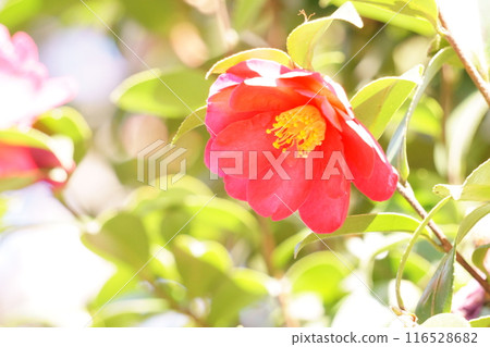 red camellia flower 116528682