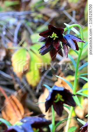 黑色百合與黑色的花朵 116528700