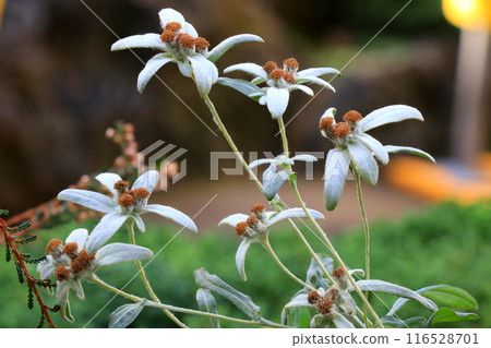 White snowdrop flower White snowdrop flower 116528701