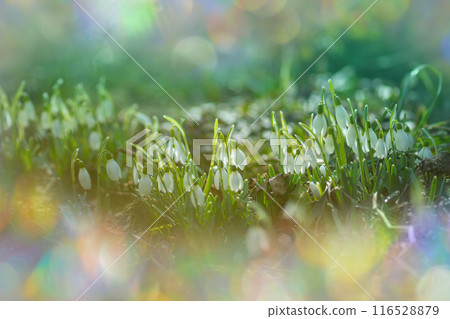 Early spring white snowdrops flowers grow in the garden  116528879