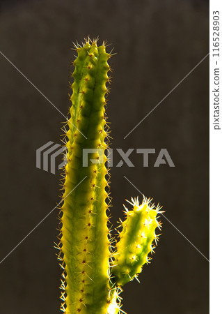 Close up minimalist photo of a cactus. Close up minimalist photo of a cactus. 116528903