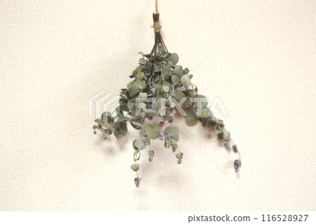 Eucalyptus dried flowers 116528927