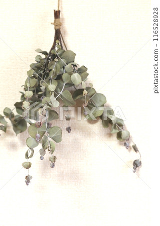 桉樹乾花 116528928