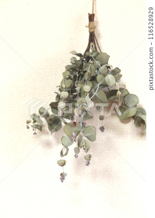 Eucalyptus dried flowers 116528929