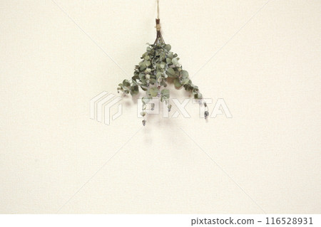 Eucalyptus dried flowers 116528931