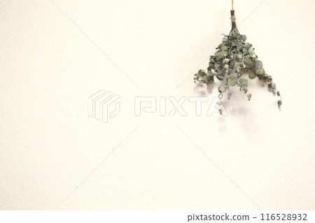 Eucalyptus dried flowers Eucalyptus dried flowers 116528932