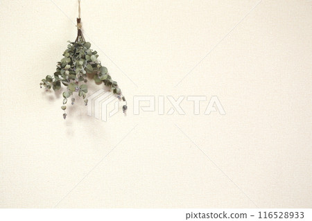 Eucalyptus dried flowers 116528933