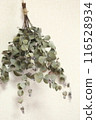 Eucalyptus dried flowers Eucalyptus dried flowers 116528934