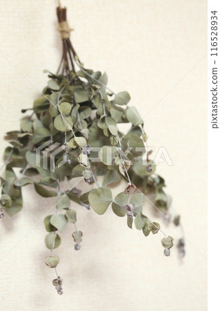 桉樹乾花 桉樹乾花 116528934