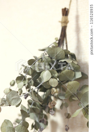 Eucalyptus dried flowers 116528935