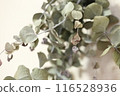 Eucalyptus dried flowers Eucalyptus dried flowers 116528936