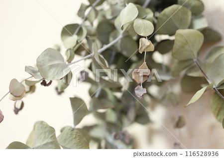 Eucalyptus dried flowers 116528936