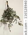 Eucalyptus dried flowers Eucalyptus dried flowers 116528940