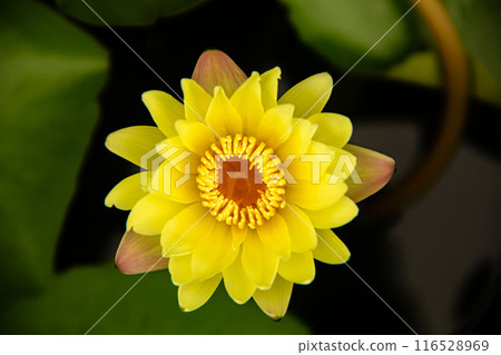 yellow lotus blooming in a pound. yellow lotus blooming in a pound. 116528969