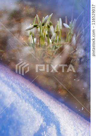 Spring forest with white snowdrops. 116529037