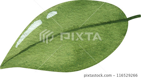 Bubble milk tea watercolor icon 116529266