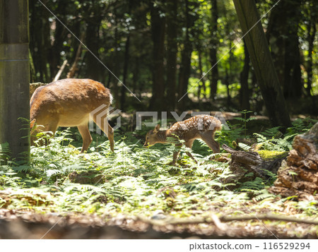 奈良公園裡可愛的小鹿 116529294