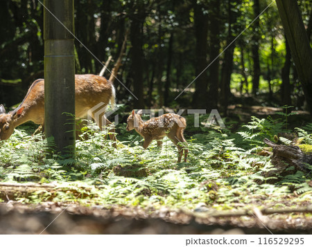 奈良公園裡可愛的小鹿 奈良公園裡可愛的小鹿 116529295