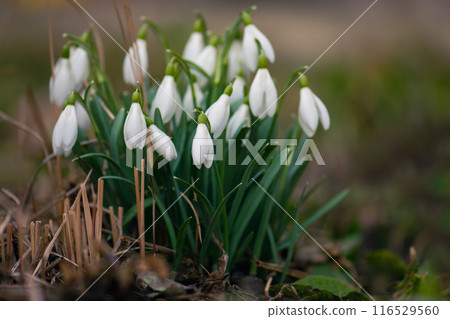 First spring flowers snowdrops. Early spring snowdrops flower. First spring flowers snowdrops. Early spring snowdrops flower. 116529560