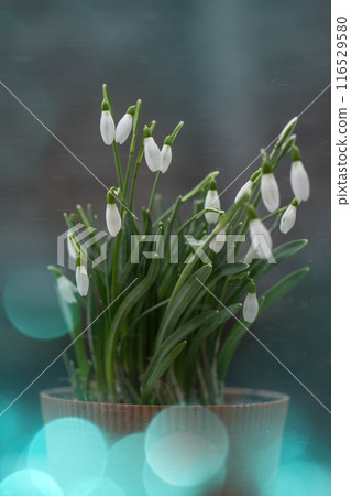 First spring flowers  snowdrops. Early spring snowdrops flower. 116529580
