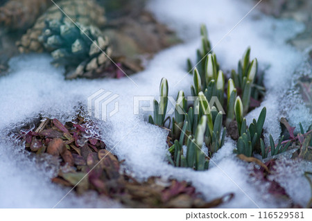 First spring flowers  snowdrops. Early spring snowdrops flower. 116529581