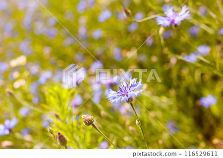 Summer landscape with bright blooming cornflowers in the field 116529611