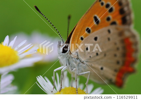 A close-up of a copper butterfly sucking nectar from an anemone during the rainy season A close-up of a copper butterfly sucking nectar from an anemone during the rainy season 116529911