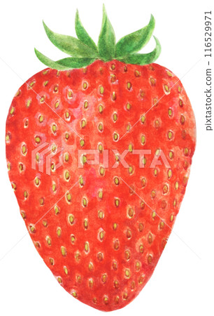 帶葉子的草莓手繪插畫 116529971