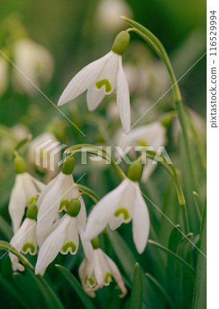 First flowers symbol of spring. Flowers snowdrops in garden. 116529994