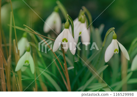 First flowers symbol of spring. Flowers snowdrops in garden. 116529998