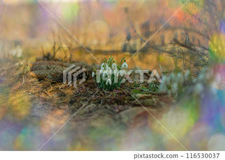 First flowers symbol of spring. Flowers snowdrops in garden. 116530037
