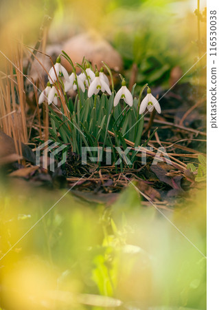 First flowers symbol of spring. Flowers snowdrops in garden. 116530038