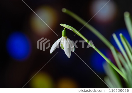 Forest with white snowdrops. Snowdrops in spring garden. 116530056