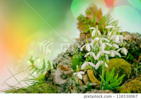 Forest with white snowdrops. Snowdrops in spring garden. 116530067